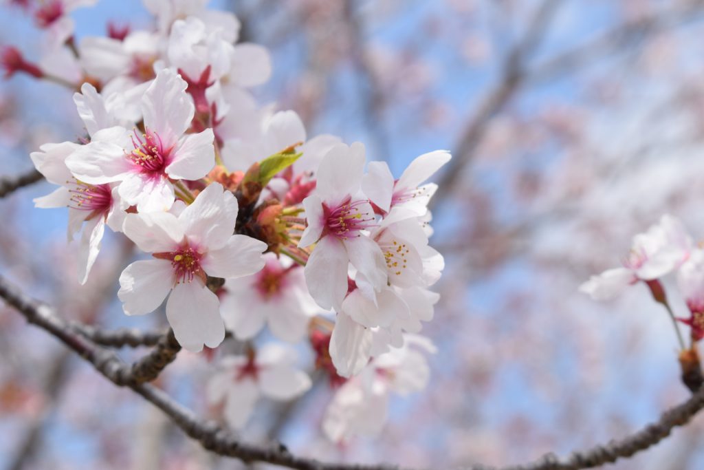 桜の花